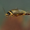 Pruhostitec - Graphoderus cinereus 5368